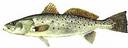 Click Here for Info on Speckled Trout