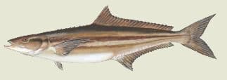 Click Here for Info on Cobia
