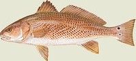 Click Here for Info on Red Drum