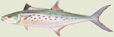 Click Here for Info on Spanish Mackerel