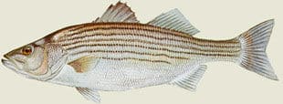 Click Here for Info on Striper or Rockfish