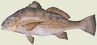 Black Drum