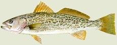 Gray Trout or Weakfish