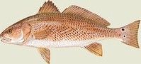 Red Drum