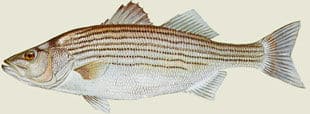 Striper